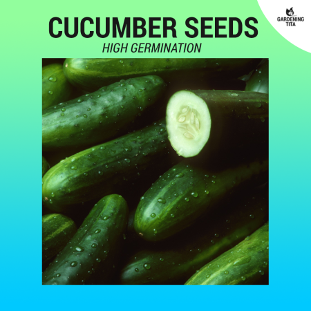 Cucumber Seeds  30 seeds