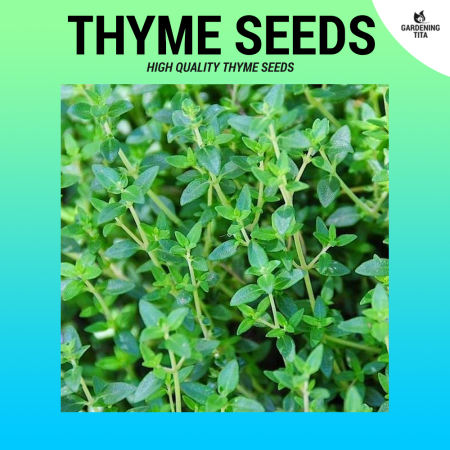 Thyme Herb Seeds - For Planting ~200 seeds