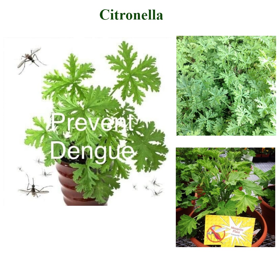 anti mosquito plants