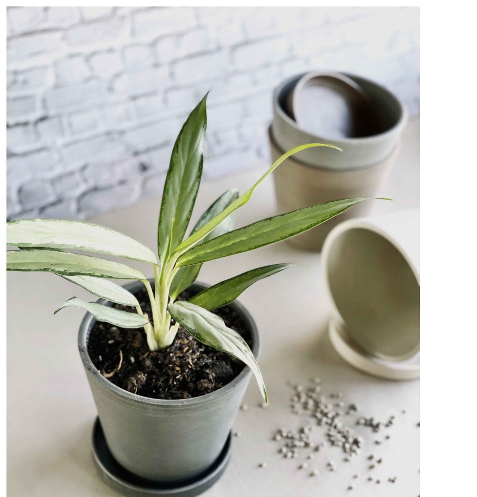 Zenpots 20cm Pot (with Catch Plate) | Basically PH