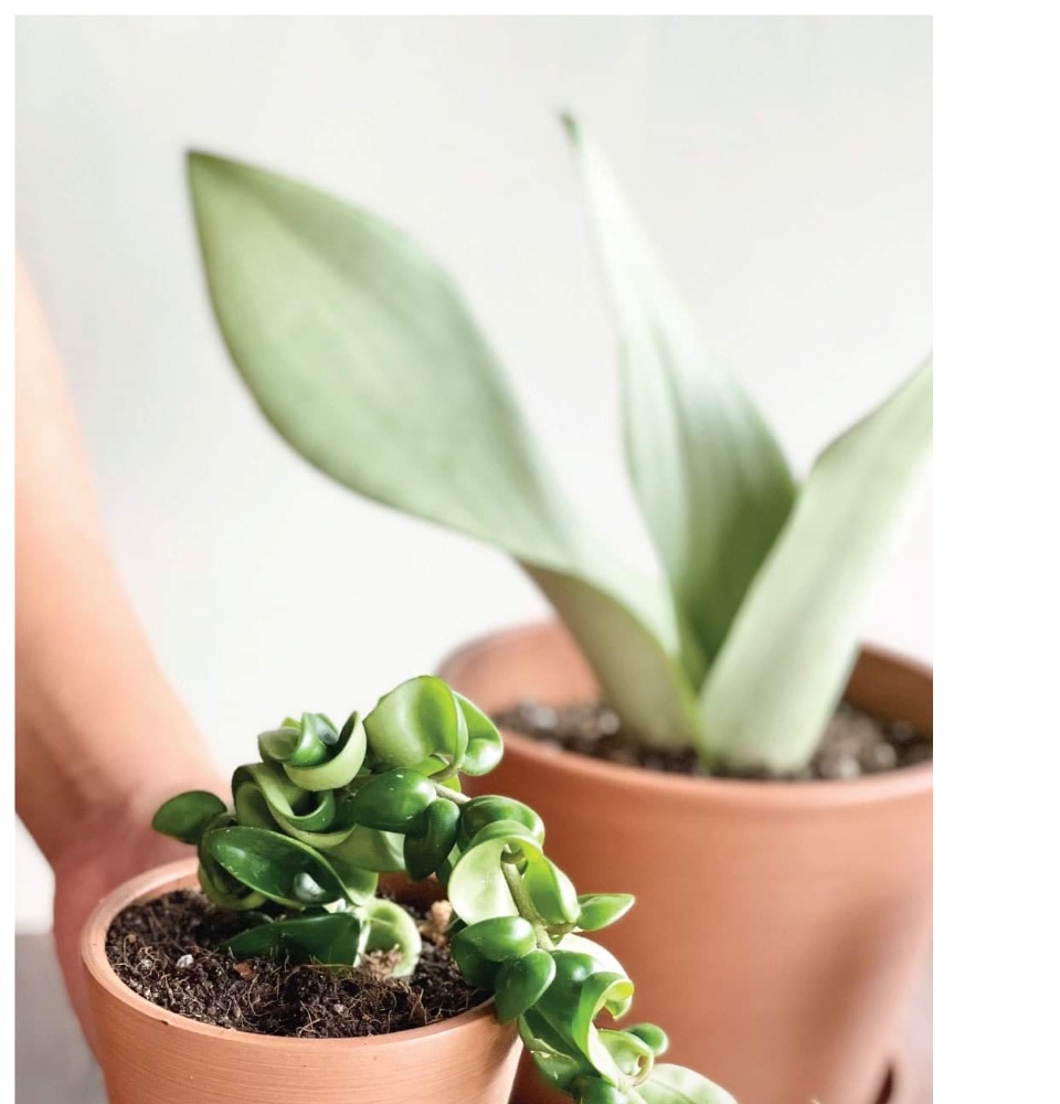 Zenpots 20cm Pot (with Catch Plate) | Basically PH